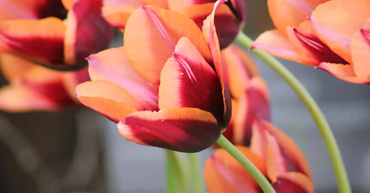 Qual è la pianta dietro la mania dei tulipani del '600?