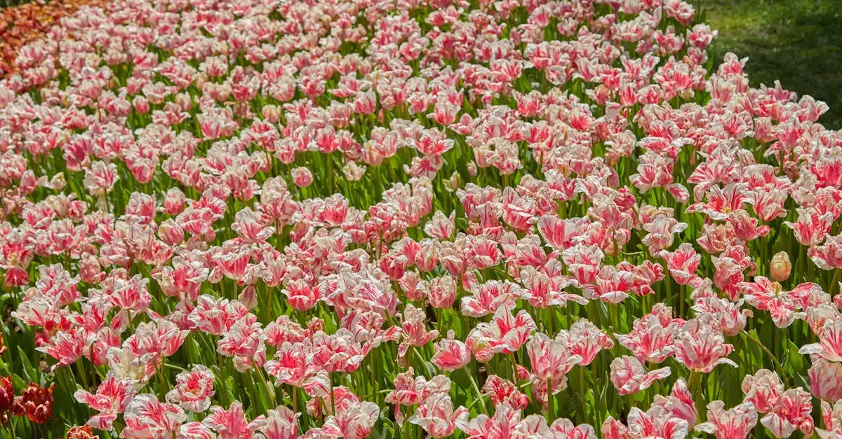 Qual è la pianta dietro la mania dei tulipani del '600?