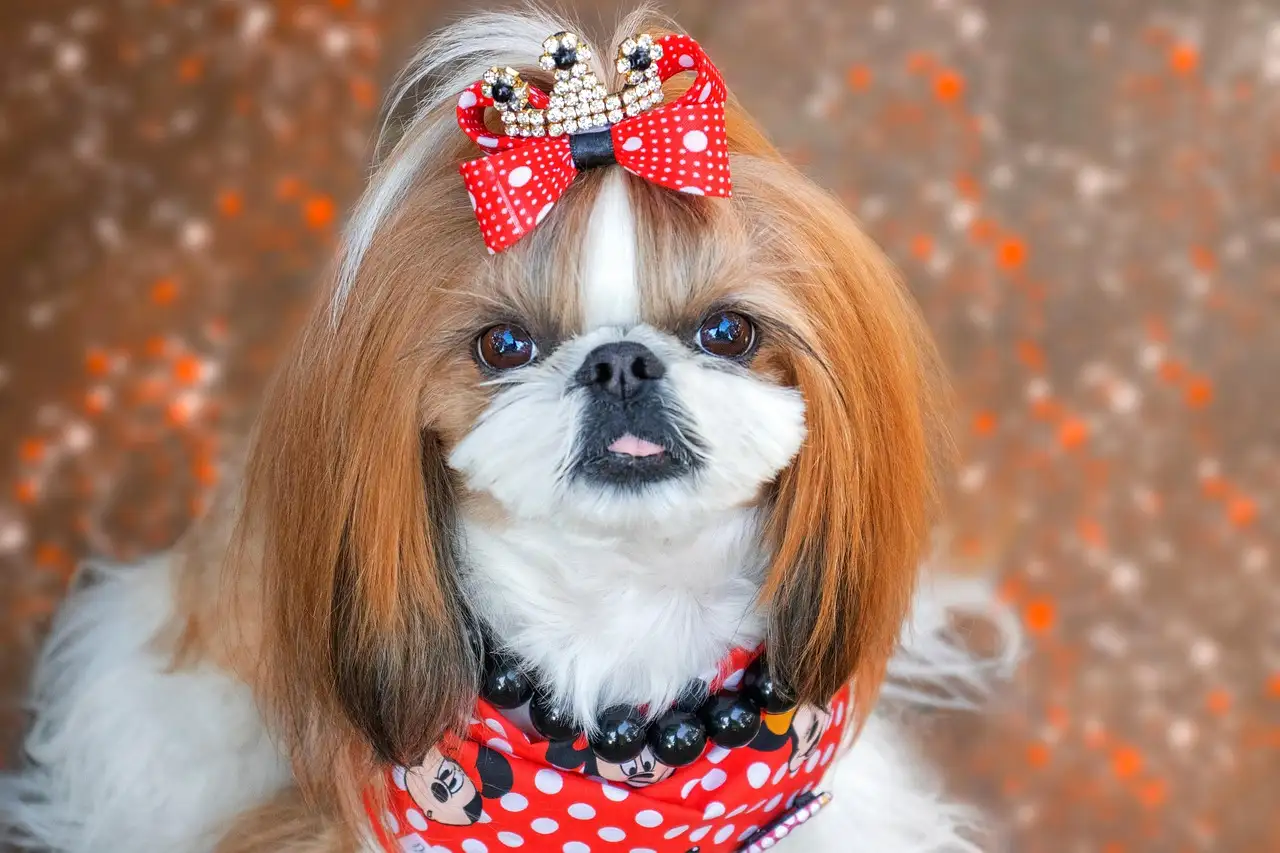 Qual è l'aspettativa di vita di un Shih Tzu?