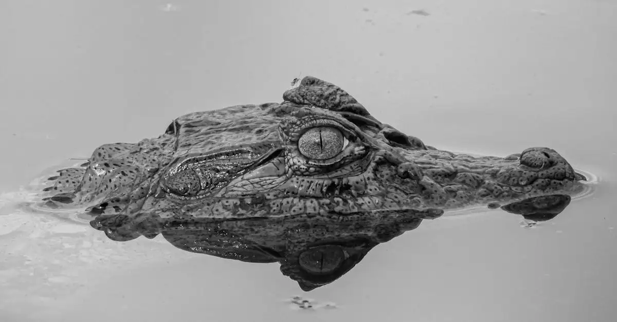 Qual è l'importanza del Pantanal per l'ecosistema brasiliano?