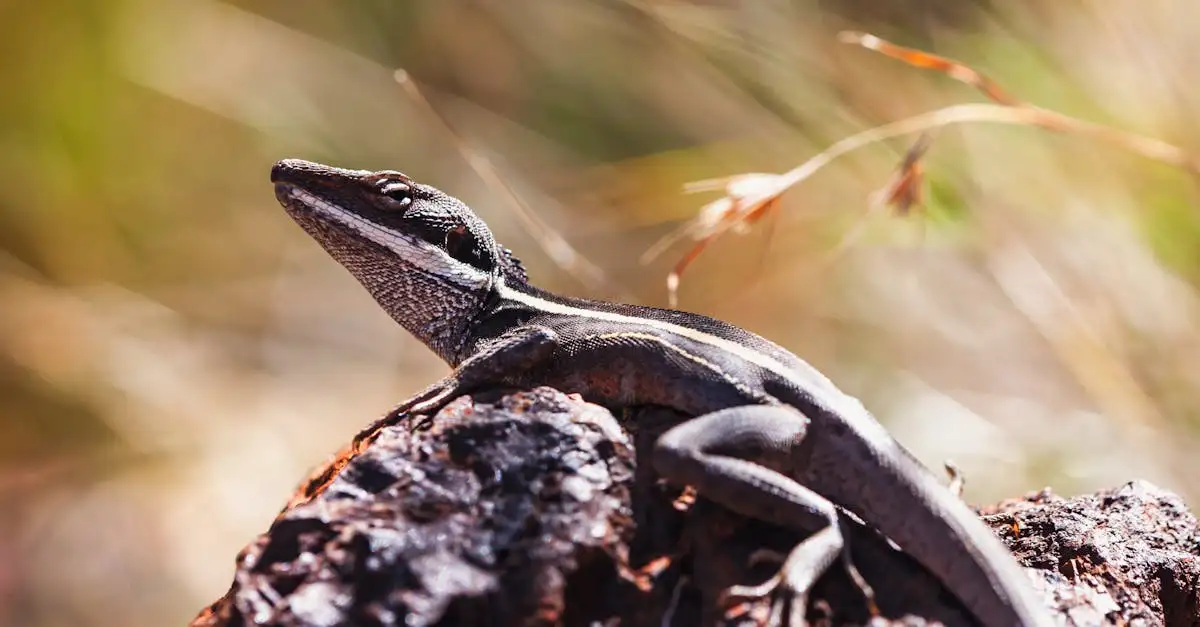 Quali animali trovi sulle monete australiane?