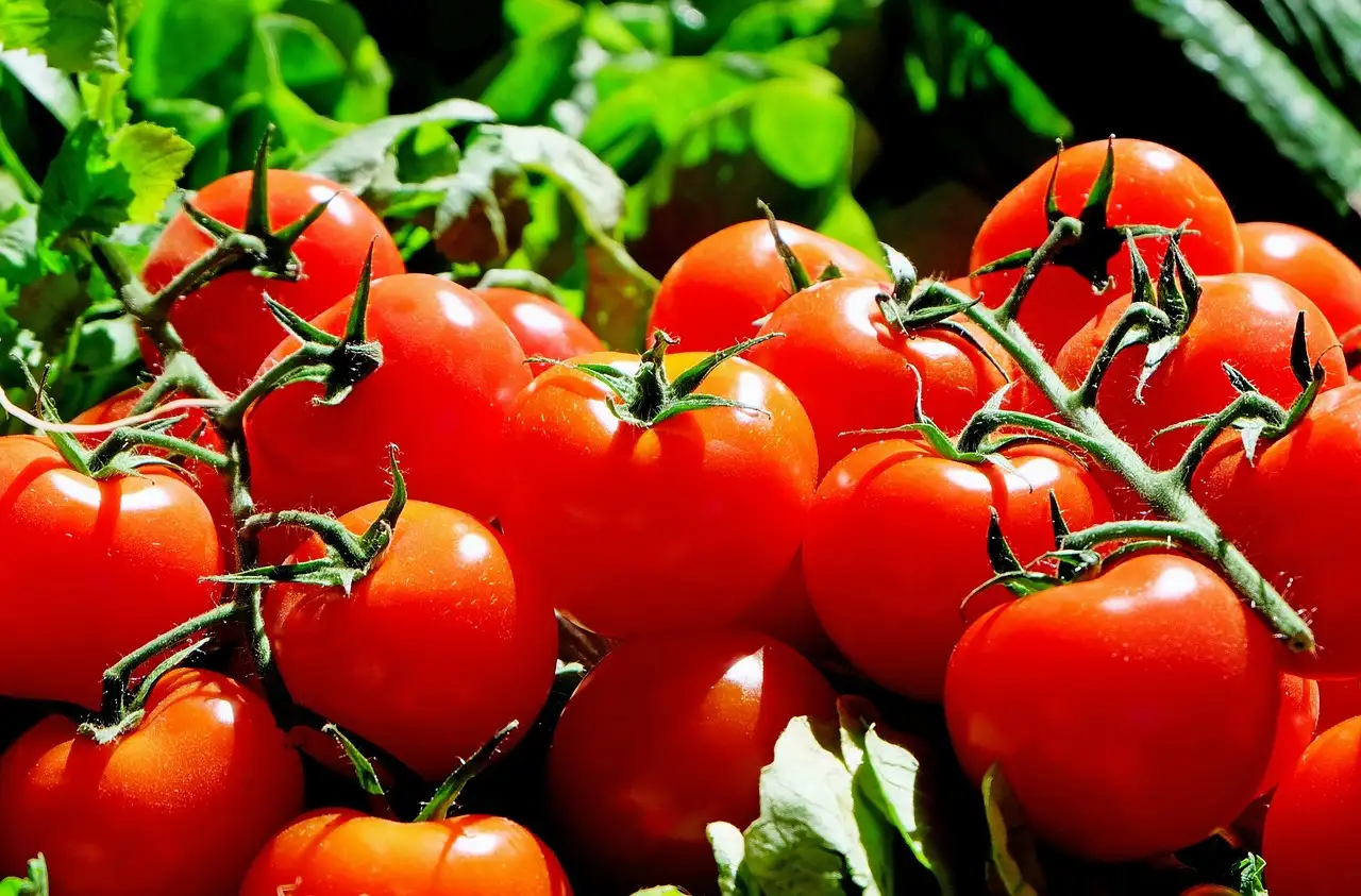 Quali sono i benefici dei pomodori per la salute?
