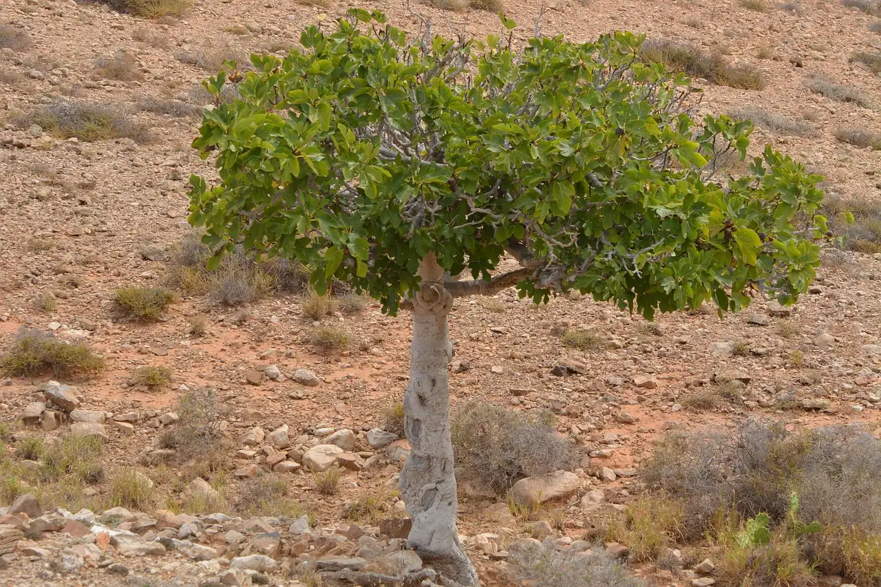 Quanto corto si può potare un albero di fichi?