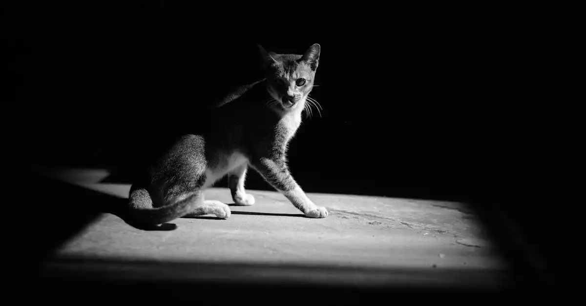 Quanto è vero che i gatti vedono al buio?