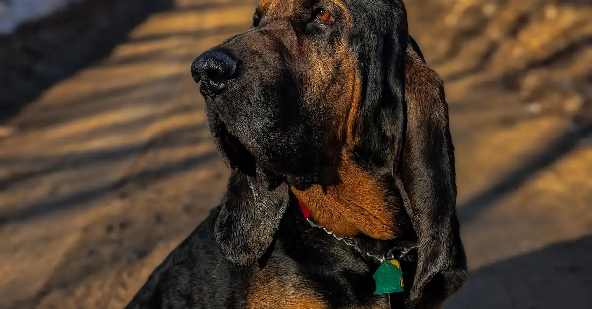 Quanto tempo serve per notare avvelenamento nel cane?