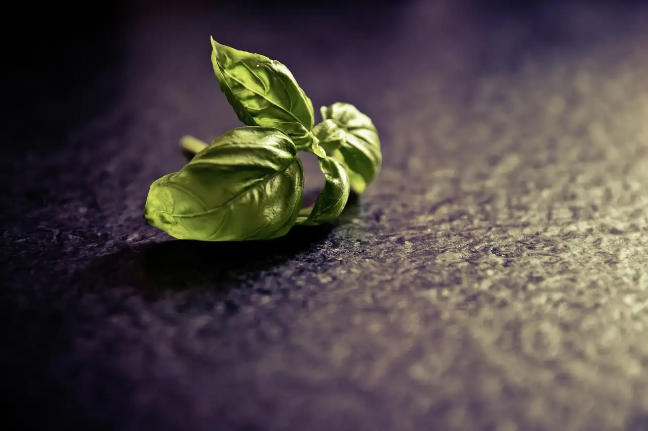 A cosa serve il basilico? Scopri benefici e usi!