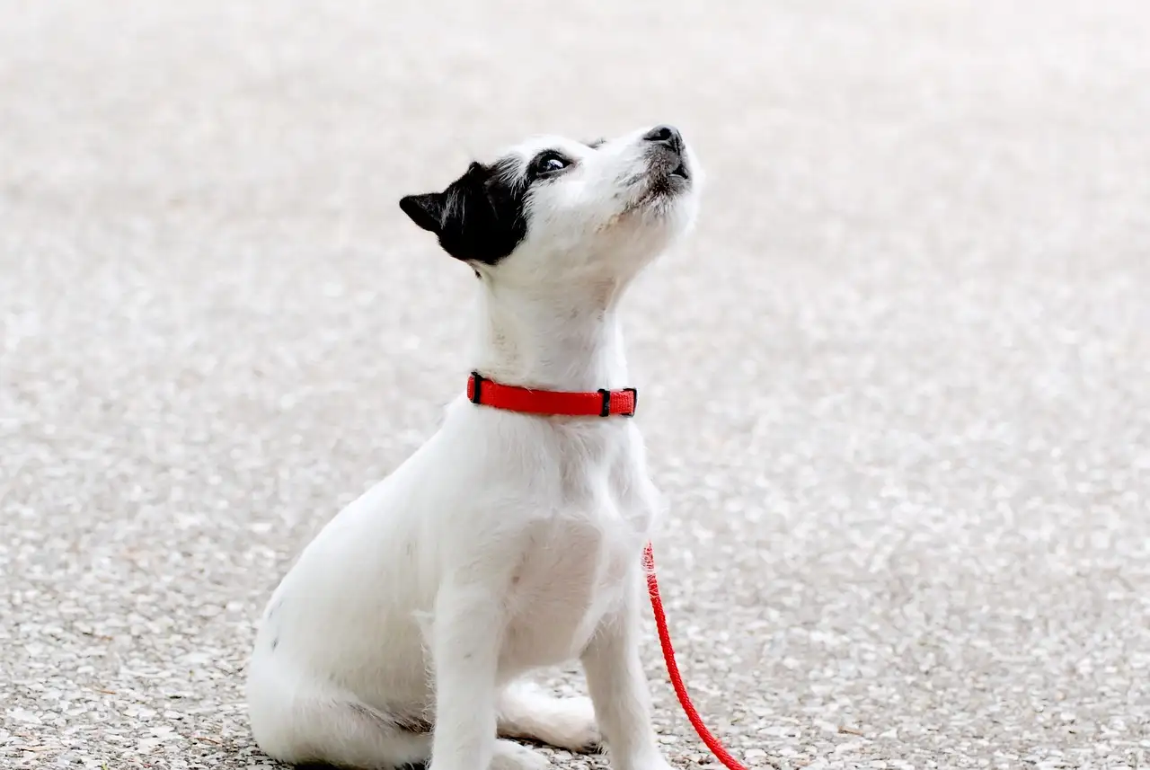 A quale età i cuccioli possono lasciare la madre? Scoprilo!