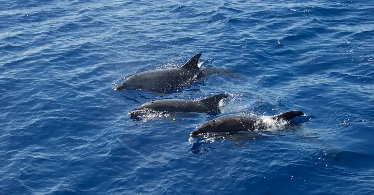 Come funziona l'ecolocazione nei delfini?