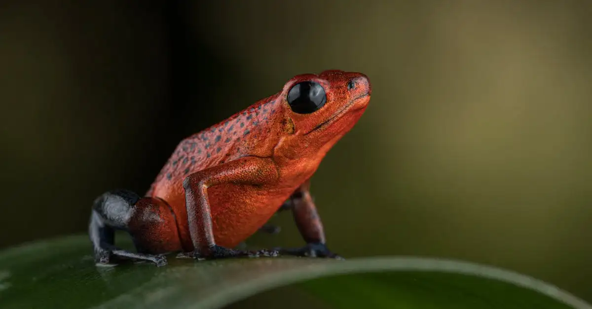 Cosa puoi scoprire nelle foreste pluviali della Costa Rica?