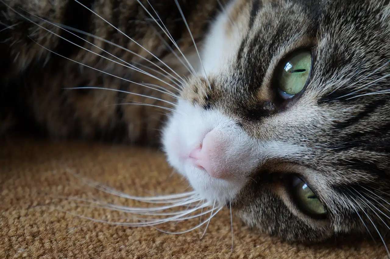 Credi che io sia un gatto? Scopri la verità!