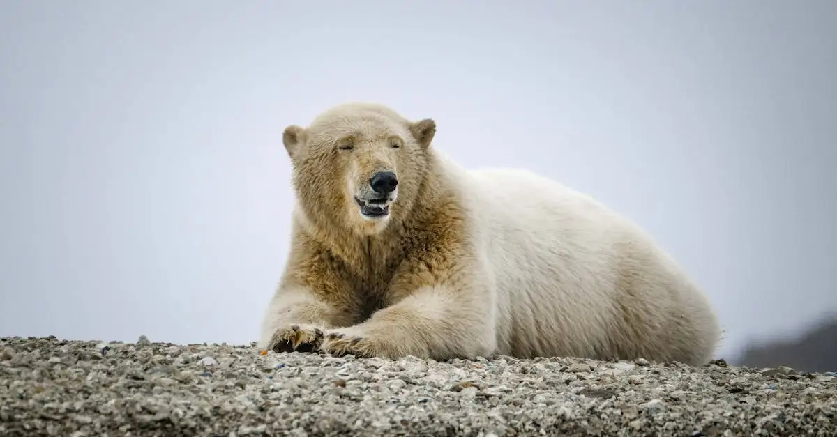 Gli orsi polari possono avere freddo nel loro habitat?