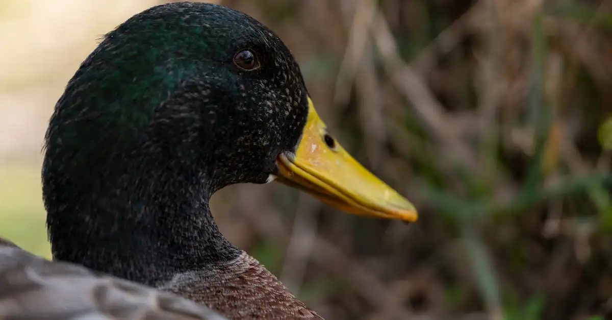 Qual è l'uccello più dolce e divertente come pet?