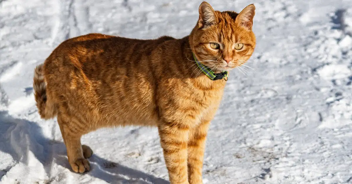 Quale animale domestico è ideale per te? Scoprilo ora!