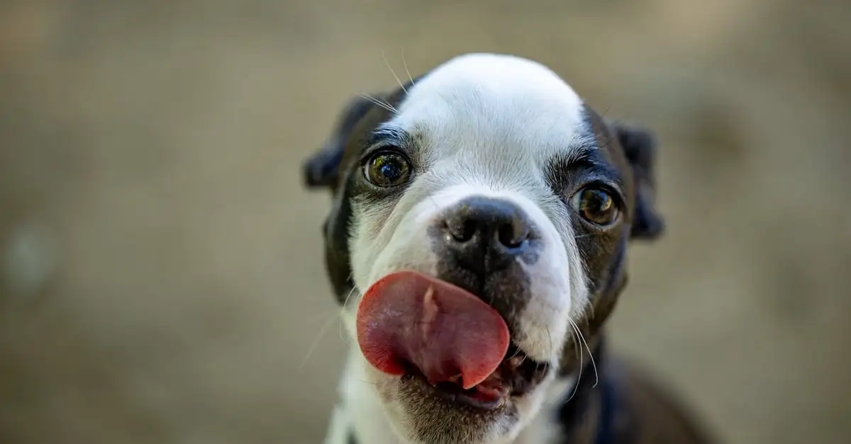 Quale cane è il tuo compagno ideale? Scoprilo ora!