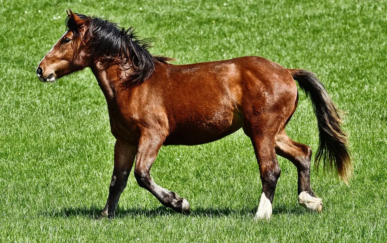 Quale cavallo è il tuo compagno ideale? Scoprilo ora!