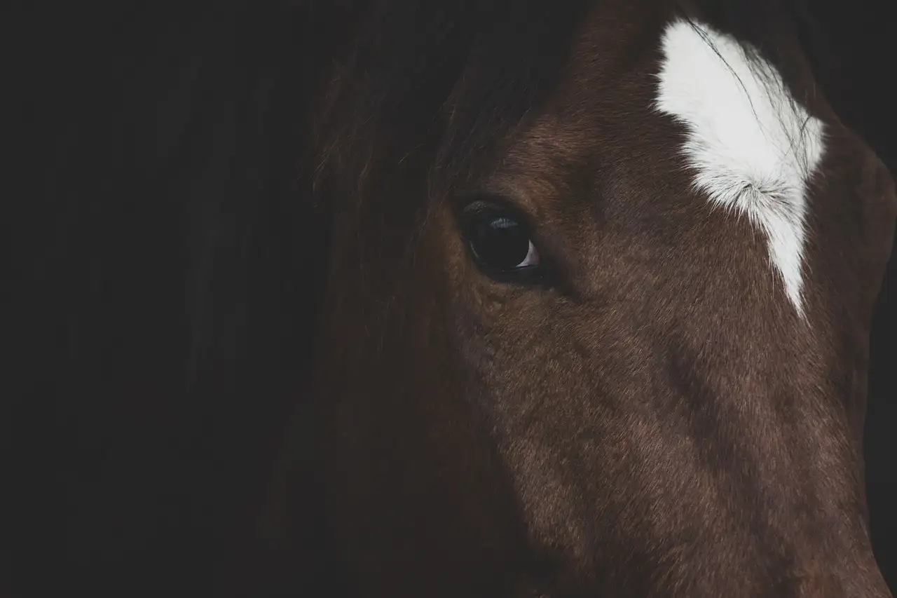 Quale cavallo è il tuo compagno ideale? Scoprilo ora!