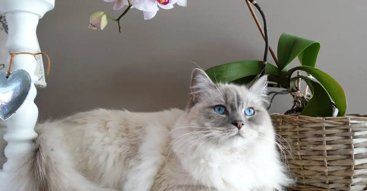Quale razza di gatto è la migliore per te? Scoprilo ora!