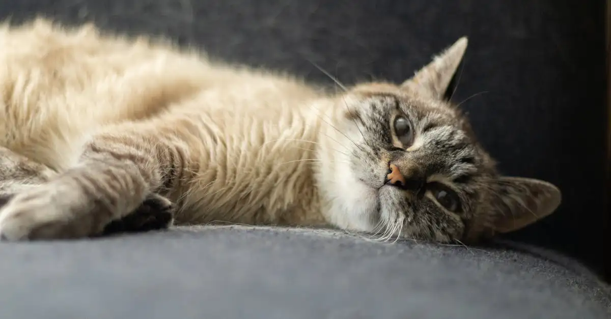 Quale significato aveva la dea Bastet per i gatti?