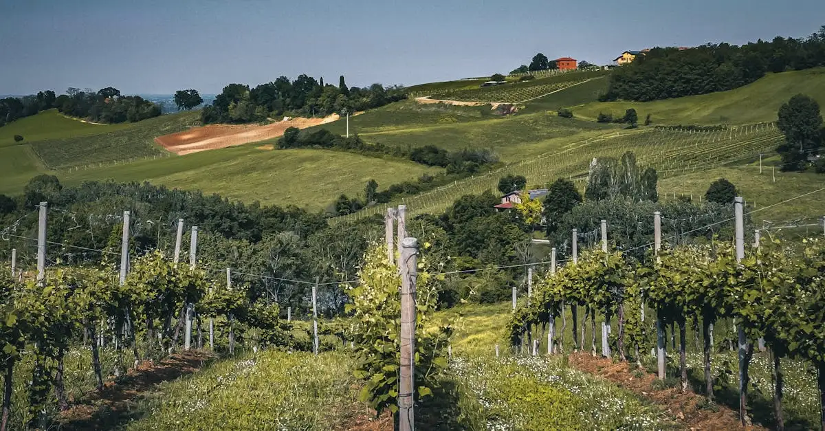Quale vino abbinare al fegato d'anatra? Scopri ora!