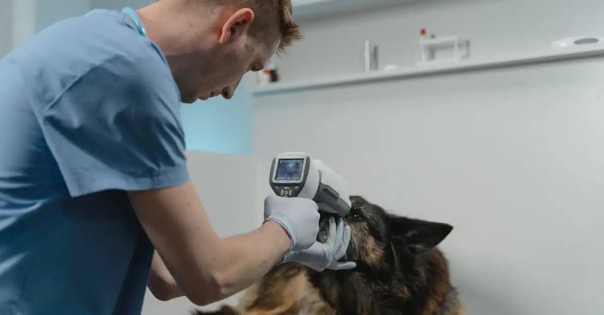 Quanto spesso deve andare il tuo cane dal veterinario?