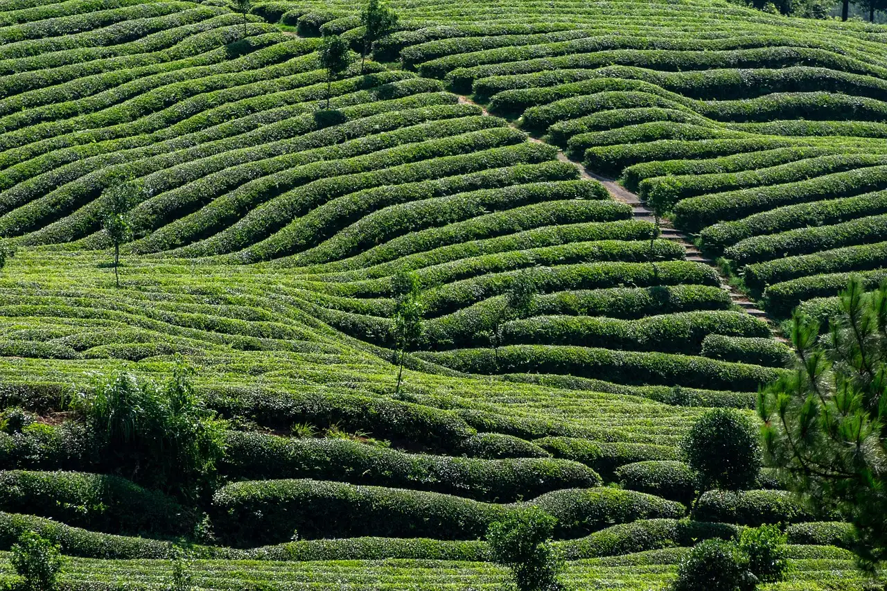 Tea tree: quali sono i benefici e le applicazioni?