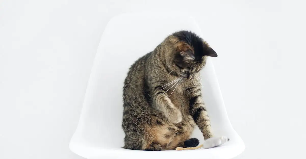 Cosa significa quando il tuo gatto fa le fusa?