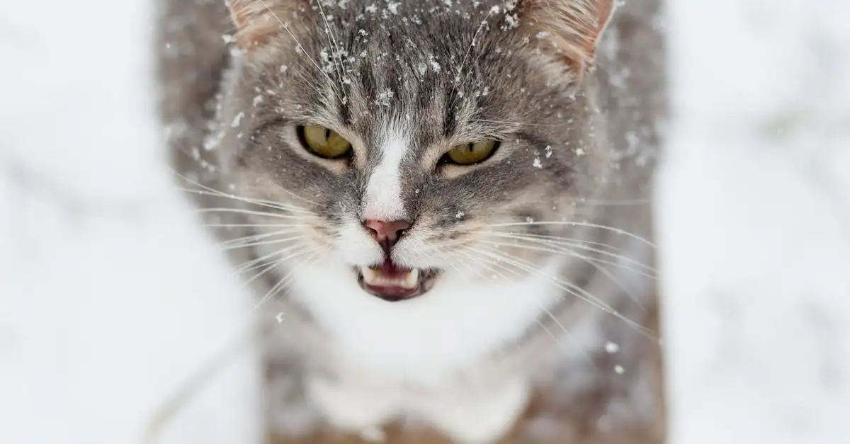 I gatti possono davvero manipolarci con il miagolio?