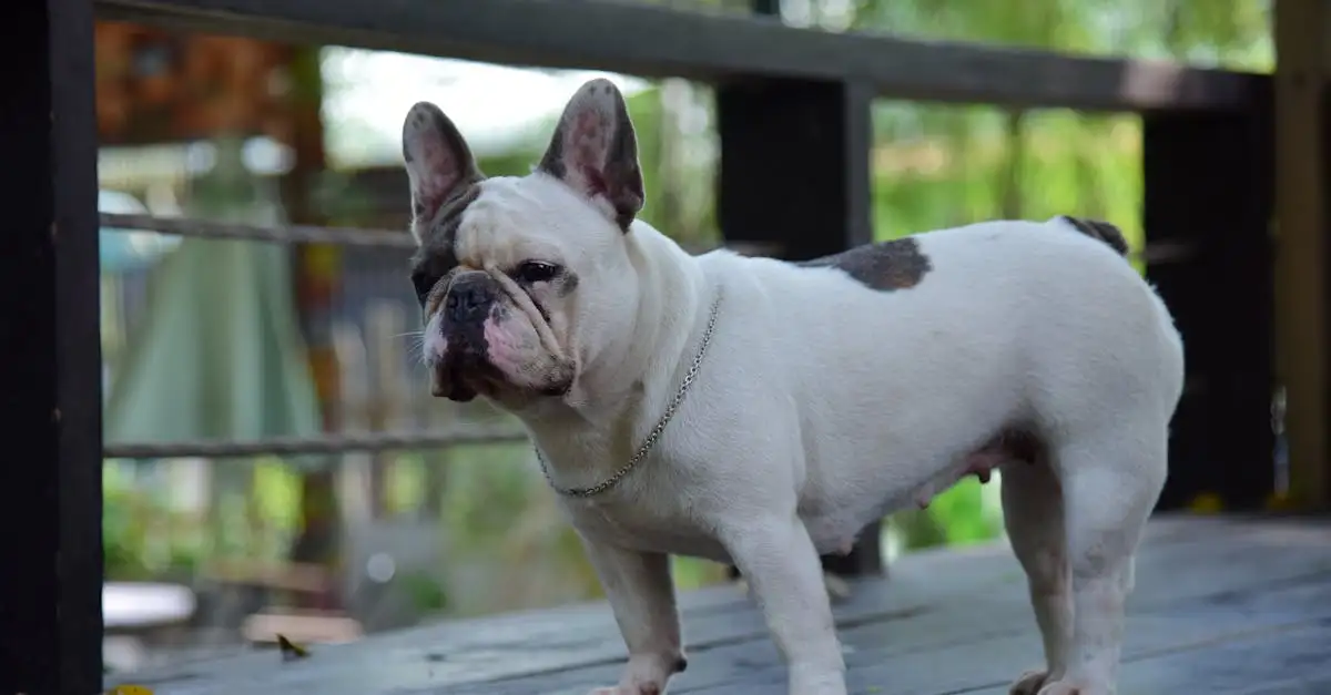 Qual è il cane ideale per te? Scopri la razza perfetta!