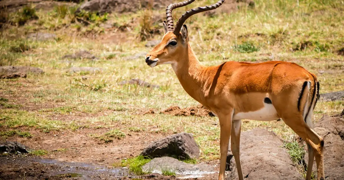 Qual è il più grande parco nazionale dell'Africa?
