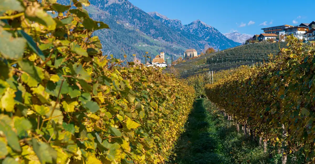 Qual è il vino ideale per la fondue di carne?