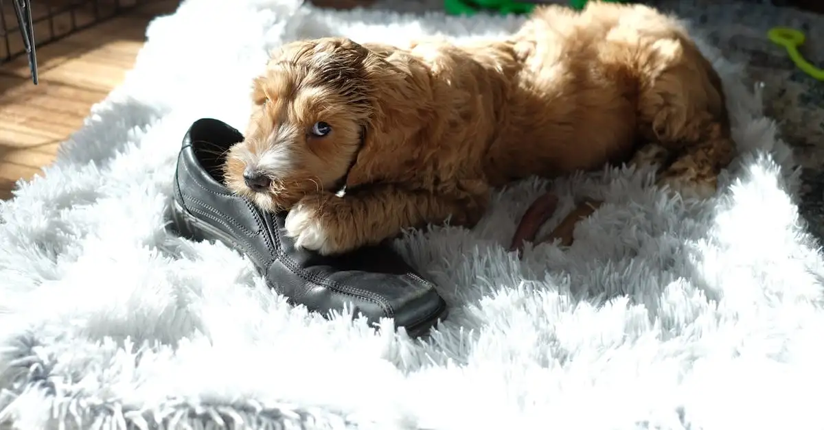 Quale razza di cane è perfetta per te? Scoprilo ora!