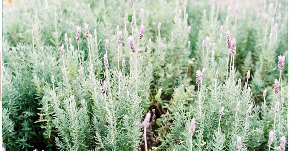 Quali piante si abbinano alla lavanda? Scopri le migliori!