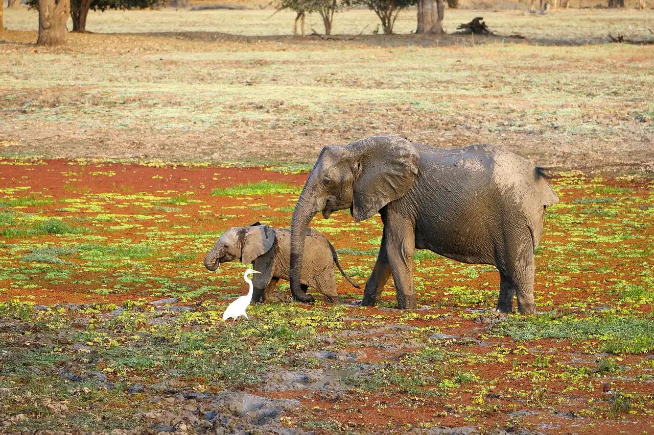 Quali sono le 3 attrazioni imperdibili in Zambia?